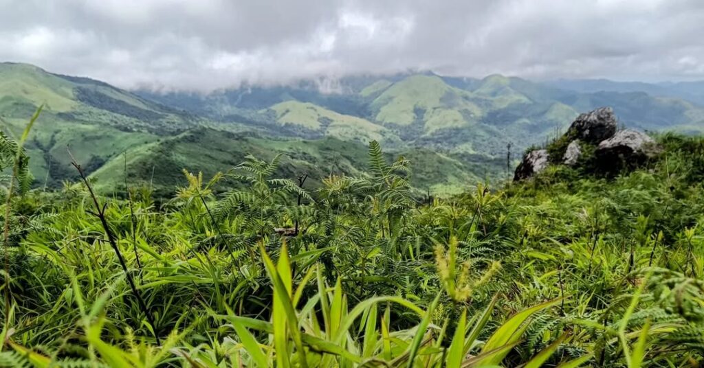 manja motte full view