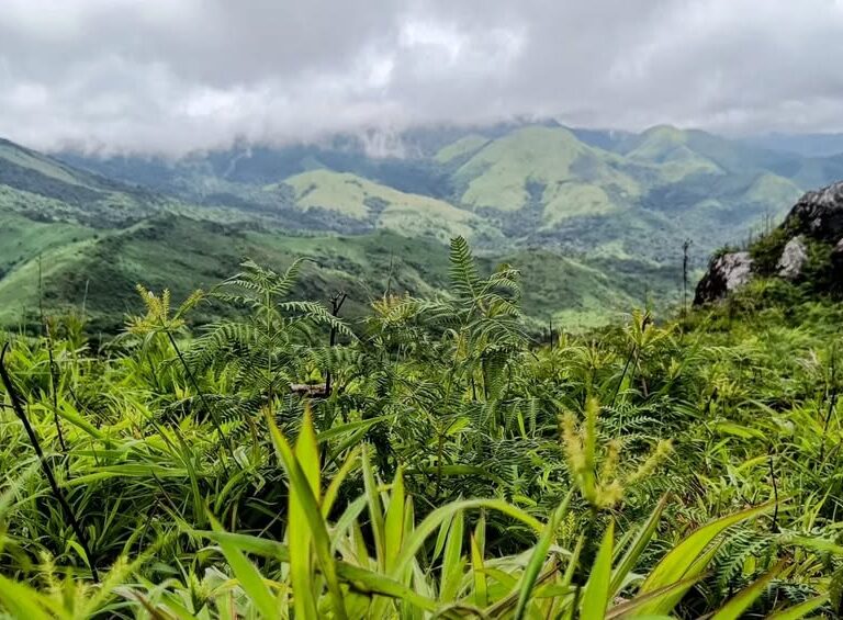 manju motte