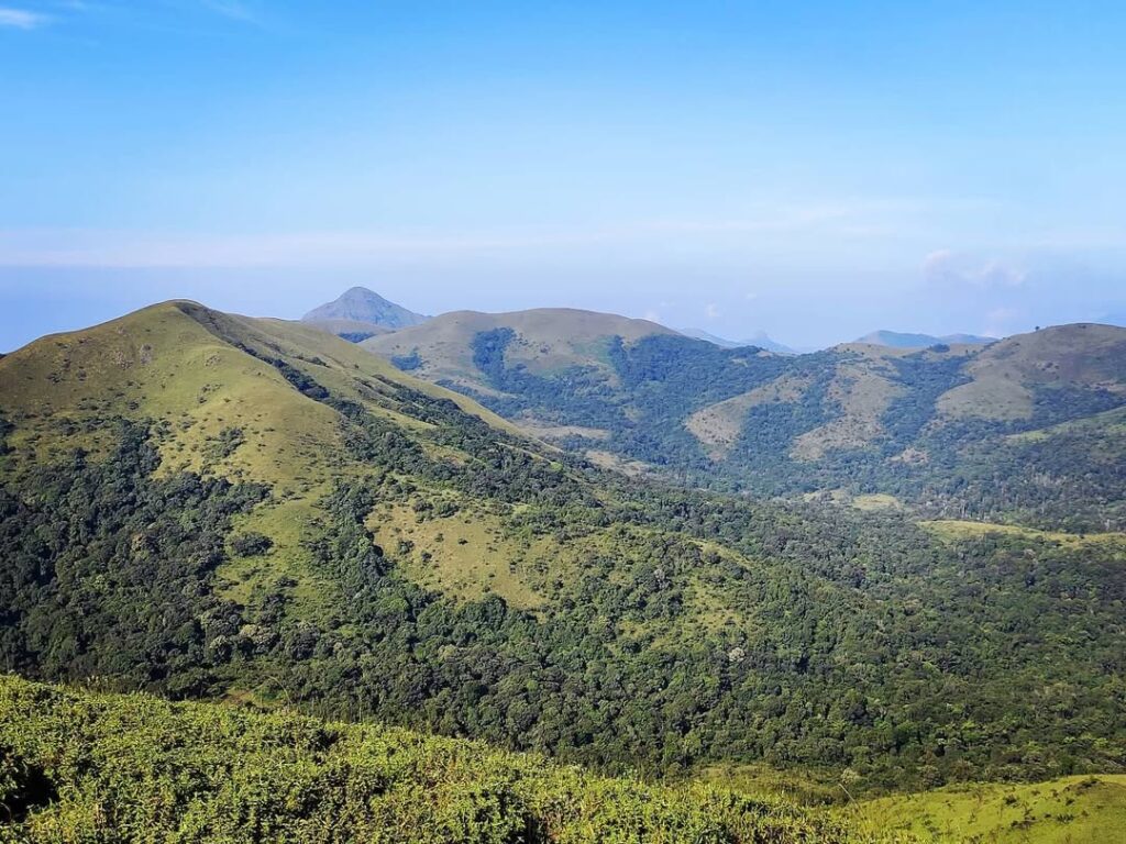 murkan gudda