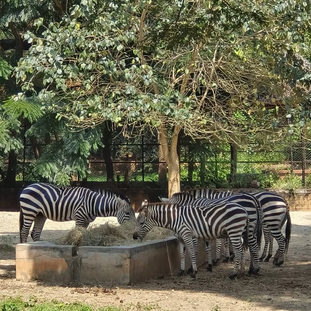 Mysuru zoo