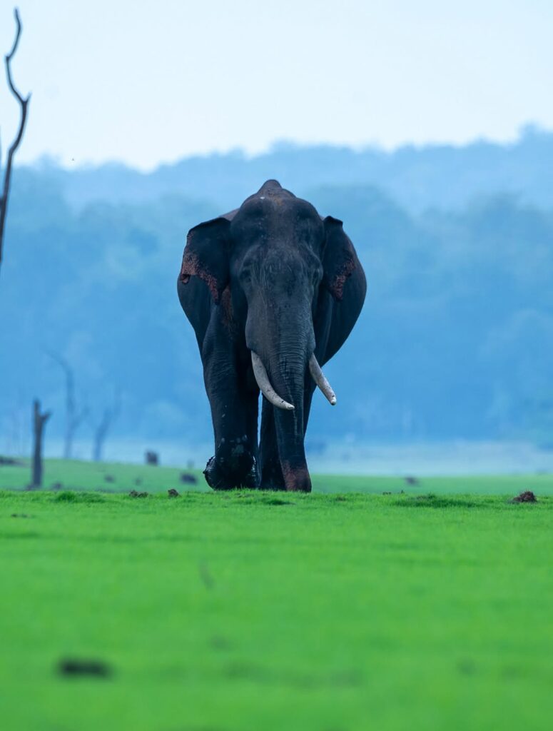Elephant Corridor Coorg Photos