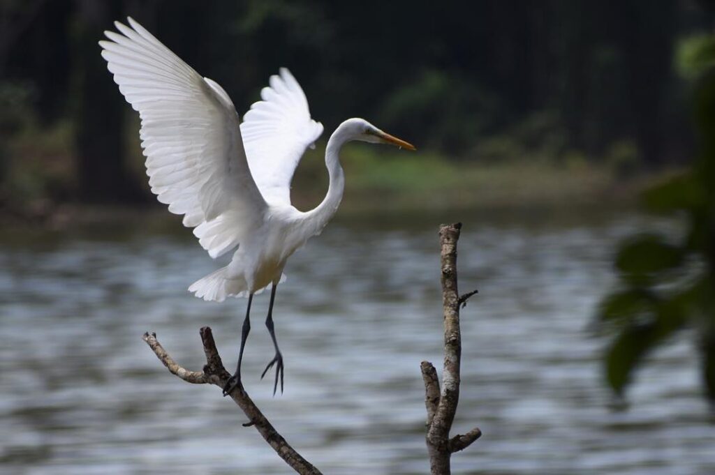 Mandagadde Bird Sanctuary