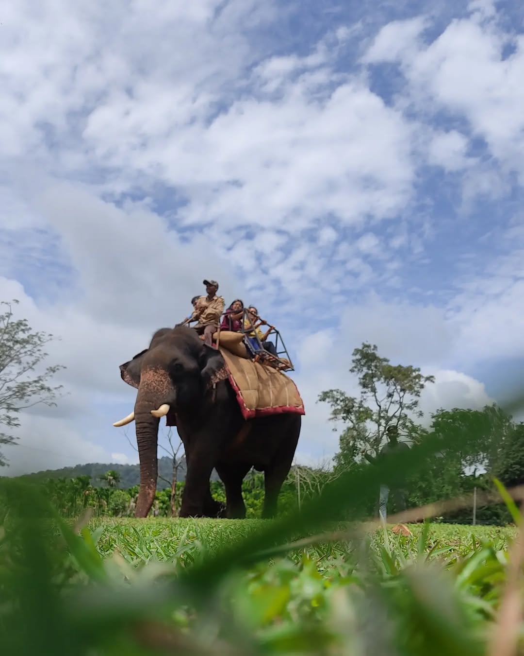 Sakrebyle Elephant Camp A Complete Travel Guide